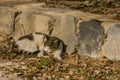 Gray and white cat relaxing on a sunny afternoon Royalty Free Stock Photo