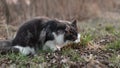 A gray and white cat sits on the ground. A cat, sitting on the ground, eats grass. Royalty Free Stock Photo