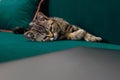 Gray and white cat with yellow eyes lying on a green sofa. close up Royalty Free Stock Photo