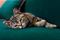 Gray and white cat with yellow eyes lying on a green sofa. close up Royalty Free Stock Photo