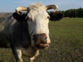 Gray white cow shows a tongue in grazing spring