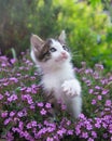Gray-white curious cute kitten with big blue eyes sits on a flower bed among many bright pink flowers