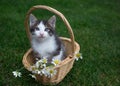 Gray-white cute kitten with big blue eyes sits in a wicker basket Royalty Free Stock Photo