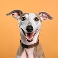 Cheerful Greyhound Dog With Playful Expression - Pop Art Advertising