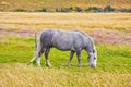 Gray white dappled horse