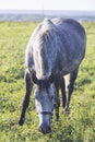 Gray white dappled horse