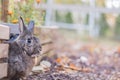 Small rabbit peeks out of garden boxes in the Fall