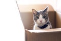 The gray-white domestic curious and worried cat sitting in a cardboard box and looking at the camera. pets alone at home during Royalty Free Stock Photo