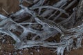 Gray white dry twisting tangled roots of old dead tree on backdrop of sand earth with shells and pebbles