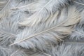 Gray white feather wooly pattern texture background Royalty Free Stock Photo