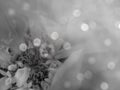 Gray-white flower on the blurred bokeh background. Close-up. floral composition. floral background. Royalty Free Stock Photo