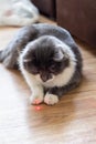 gray-white fluffy cat playing with laser pointer Royalty Free Stock Photo
