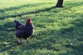 Gray-white hen walking on the lawn. Domestic breeding of hens. A chicken farm.