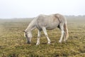 Gray white horse in black speck grazing in mountains in the fog domestic animals Royalty Free Stock Photo