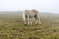 Gray white horse in black speck grazing in mountains in the fog domestic animals Royalty Free Stock Photo