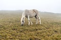 Gray white horse in black speck grazing in mountains in the fog domestic animals Royalty Free Stock Photo