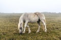 Gray white horse in black speck grazing in mountains in the fog domestic animals Royalty Free Stock Photo