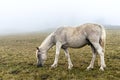 Gray white horse in black speck grazing in mountains in the fog domestic animals Royalty Free Stock Photo