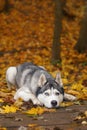 A gray-white husky breed dog with different eyes is lying on a wooden bridge covered with wet fallen leaves for a walk in the autu