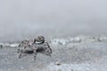 Gray white jump spider on the wall