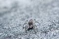 Gray white jump spider on the wall