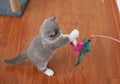 Gray and white kitten with yellow eyes playing with colorful feathers Royalty Free Stock Photo