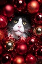 Red christmas bauble decoration cat portrait Royalty Free Stock Photo