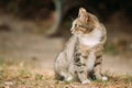 Gray White Mixed Breed Short-Haired Domestic Young Cat, Sitting Royalty Free Stock Photo