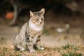 Gray White Mixed Breed Short-Haired Domestic Young Cat, Sitting Royalty Free Stock Photo