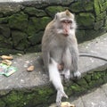 Gray and white monkey (Simiae) sitting on a mossy stone step in Ubud, Bali