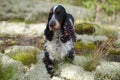 The English Cocker Spaniel walks on a rocky slope covered with white moss and grass.