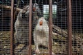 Gray and white nutria Myocastor coypus in the cage at the farm