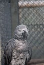 a gray and white parrot next to a chain link fence Royalty Free Stock Photo