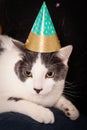 Gray and white pet cat wearing a pointed party hat Royalty Free Stock Photo