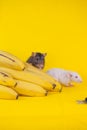 A gray and white rat riding a banana. Symbol of 2020, Chinese