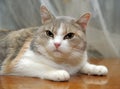 Gray with white and red fat plump  cat Royalty Free Stock Photo