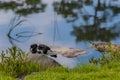 Gray and white rock pigeon sitting on boulder Royalty Free Stock Photo