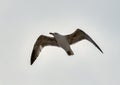 Flying Seagull. Sea gull at sunset. Landscape, freedom. Royalty Free Stock Photo