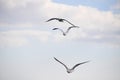 Gray white seagull birds in natural environment