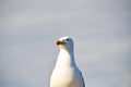 Gray white seagull birds in natural environment