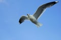 Gray white seagull on blue sky closeup bird flying wings spread and looking up Royalty Free Stock Photo