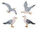 Gray and white Seagull in different poses Royalty Free Stock Photo