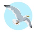 Gray and white seagull in sky. Flying gull. Royalty Free Stock Photo