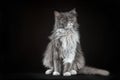 Gray and white shaggy cat on a black background