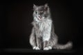 Gray and white shaggy cat on a black background