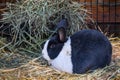 Gray and white shorthair pet bunny on straw bed with hay in feeder