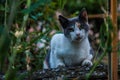 Stray cat in Genoa Ligury Italy