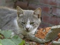 A wary stray cat with a serious expression Royalty Free Stock Photo