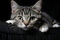 a gray and white striped cat laying on a black couch