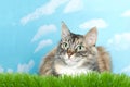 Gray and white tabby cat in grass Royalty Free Stock Photo